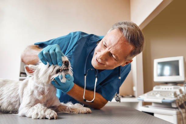 Best Emergency Root Canal Treatment in Deridder, LA